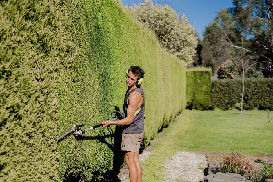 Hedge Trimming Service Image