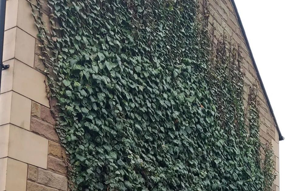 Ivy Removal Service Image