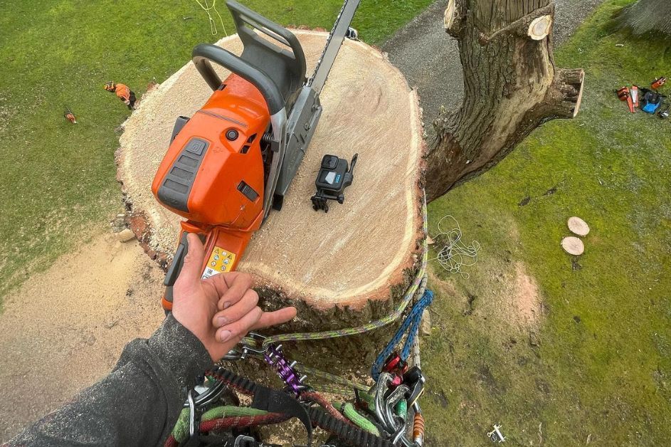 Tree Felling Service Image