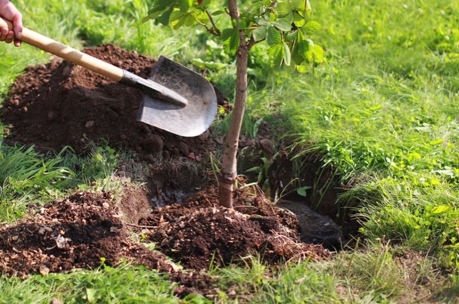 Tree Planting Service Image