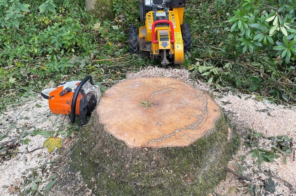 Tree Stump Removal Service Image